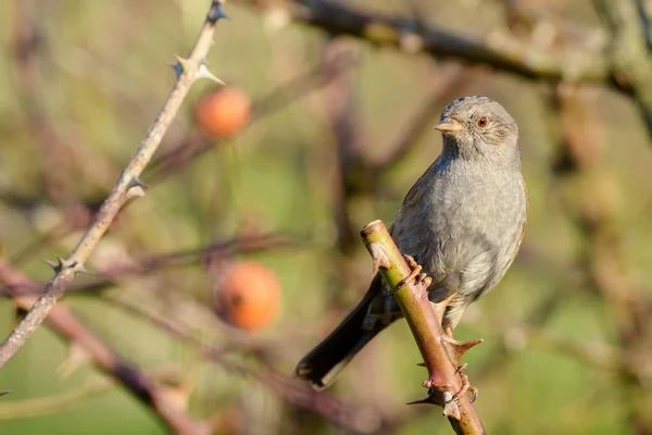 Dunnock, Prunella modularis, Aves — Fotografia de Stock