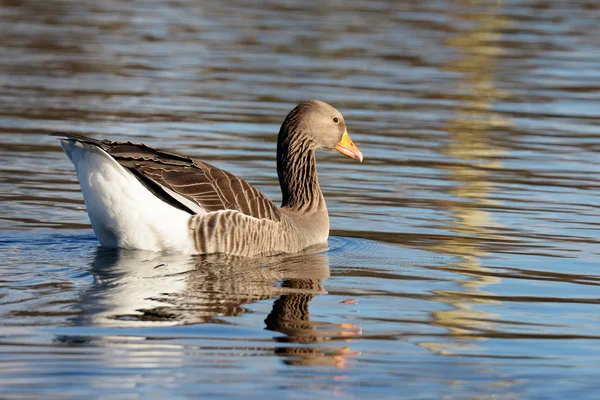 Ganso Greylag, ganso — Fotografia de Stock