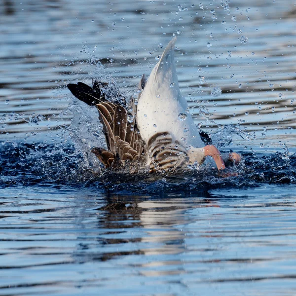 Ganso Greylag, ganso — Fotografia de Stock