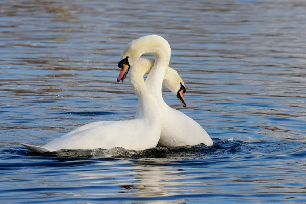 Cisne mudo, Cygnus olor — Foto de Stock