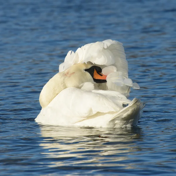 Cisne mudo, Cygnus olor — Foto de Stock