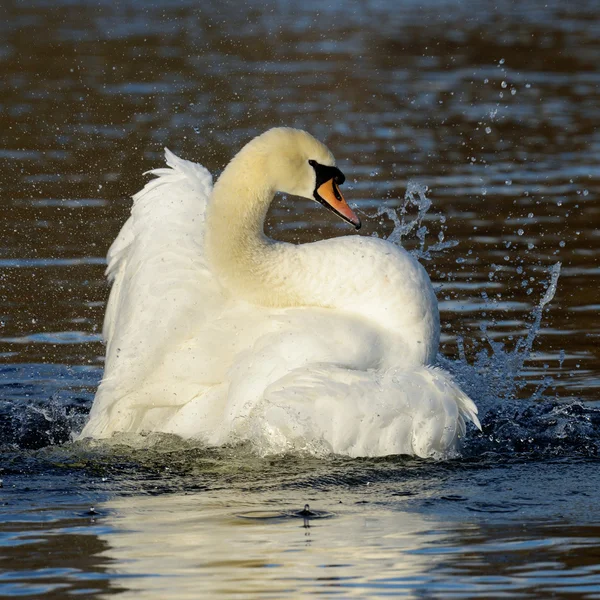 Mute Swan, cygnus color — стоковое фото