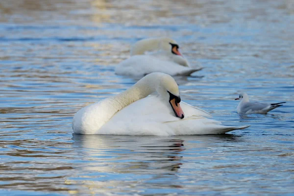 Cigno muto, Cygnus olor — Foto Stock