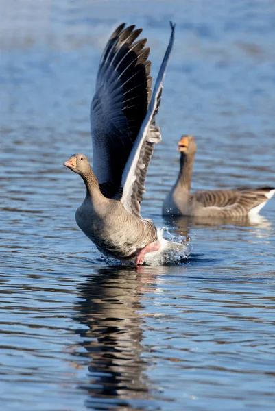 Graugans, Gans — Stockfoto