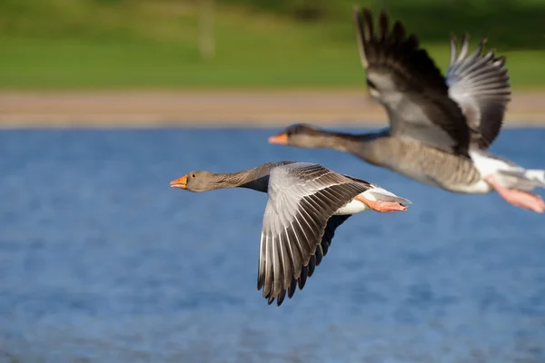 Greylag Goose, goose — Stock Photo, Image
