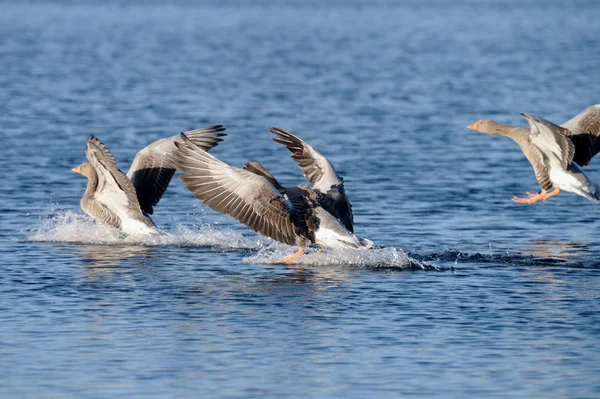 Ganso Greylag, ganso — Fotografia de Stock