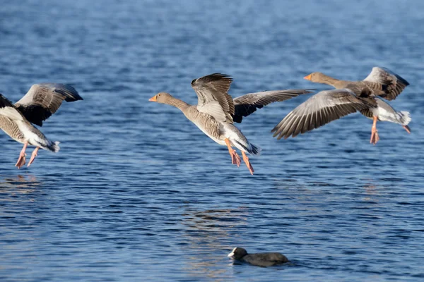 Greylag Ganso, ganso — Foto de Stock