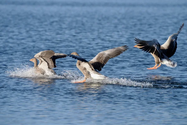 Greylag Ganso, ganso — Foto de Stock