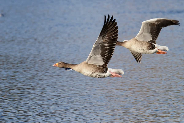 Greylag Goose, goose — Stock Photo, Image