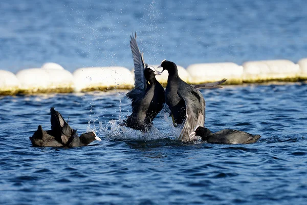 Eurasian Coot, Coot, Fulica atra — Stock Photo, Image