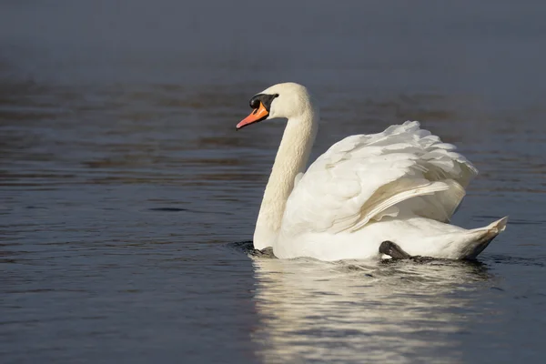 Mute Swan, cygnus olor — Stock Photo, Image