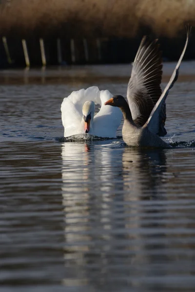 Cisne mudo, cygnus olor — Fotografia de Stock