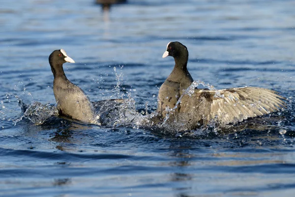 Eurásia Coot, Coot, Fulica atra — Fotografia de Stock