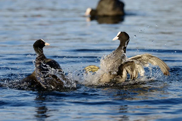 Eurásia Coot, Coot, Fulica atra — Fotografia de Stock