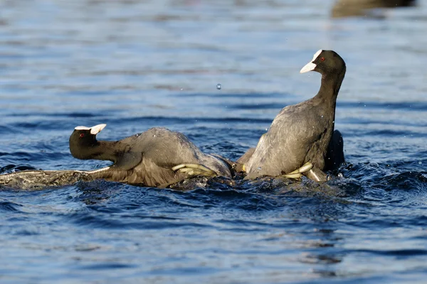 Euroasijských lyska, lyska, fulica atra — Stock fotografie