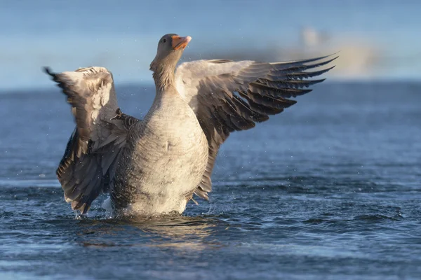 Greylag Goose, goose — Stock Photo, Image