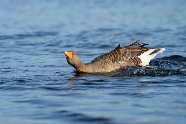 Ganso Greylag, ganso — Fotografia de Stock