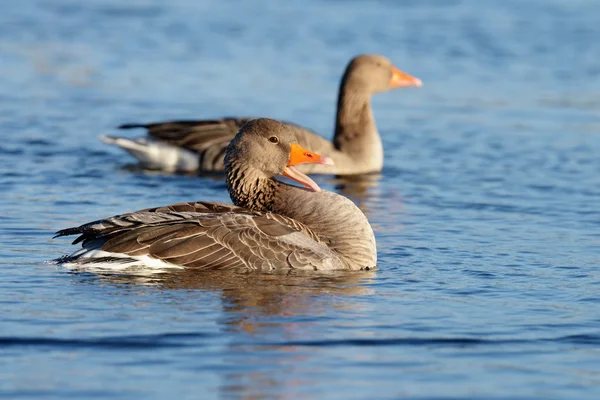 Greylag Goose, oca — Foto Stock