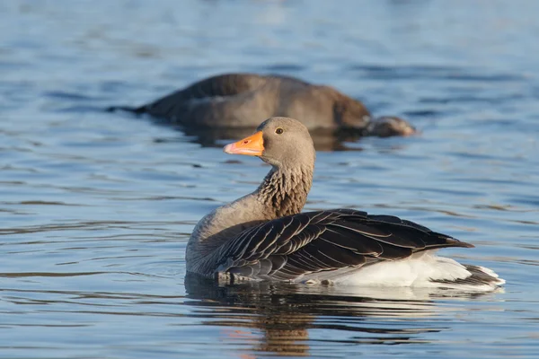 Ganso Greylag, ganso — Fotografia de Stock