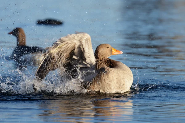 Ganso Greylag, ganso — Fotografia de Stock