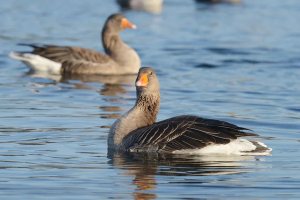 Greylag Goose, goose — Stock Photo, Image