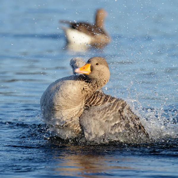 Ganso Greylag, ganso — Fotografia de Stock