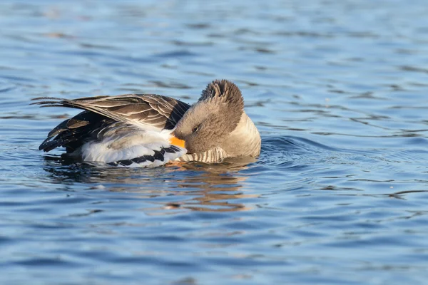 Greylag Goose, goose — Stock Photo, Image