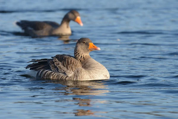 Ganso Greylag, ganso — Fotografia de Stock