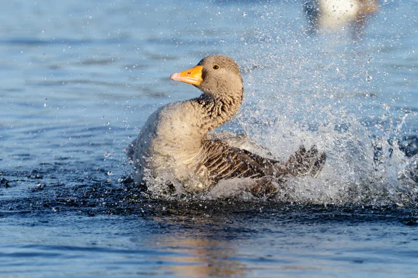 Graugans, Gans — Stockfoto