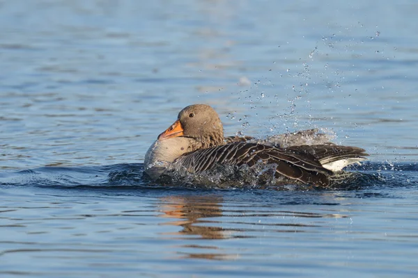 Greylag χήνα, χήνα — Φωτογραφία Αρχείου