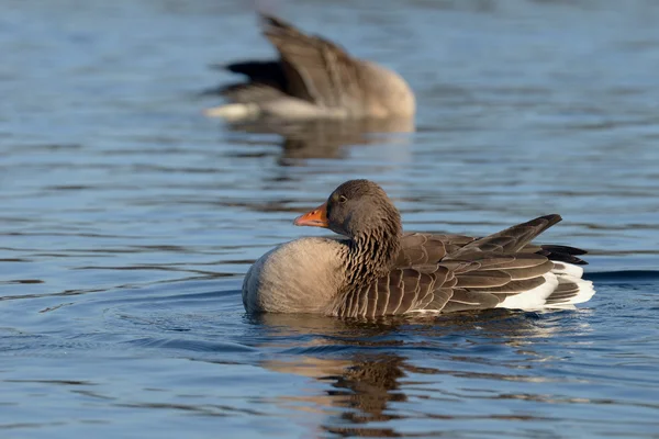 Ganso Greylag, ganso — Fotografia de Stock