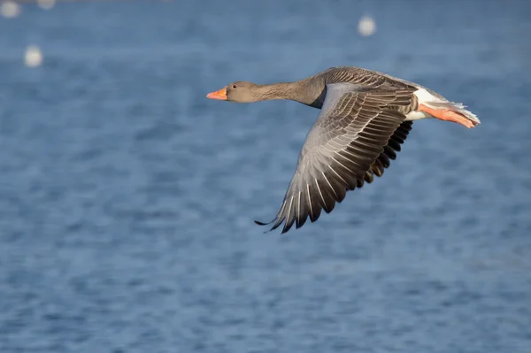 Ganso Greylag, ganso — Fotografia de Stock