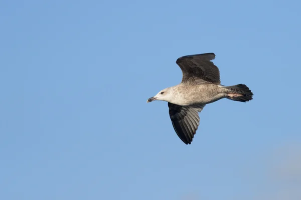 Gabbiano aringa europea, Larus Argentatus — Foto Stock