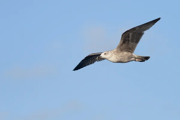 European Herring Gull, Larus argentatus — Stock Photo, Image