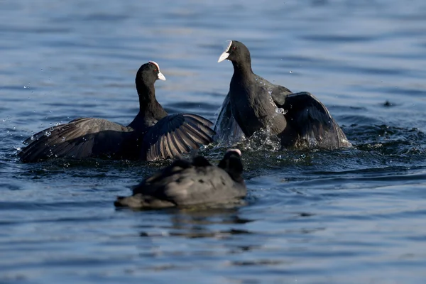 ユーラシアの coot、オオバン、アフリカマイマイ atra — ストック写真