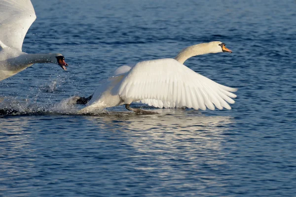 Cisne mudo, cygnus olor — Fotografia de Stock