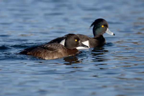 Büschelente, Aythya fuligula — Stockfoto