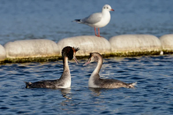 Grebe czubaty, chrupiący podiceps — Zdjęcie stockowe