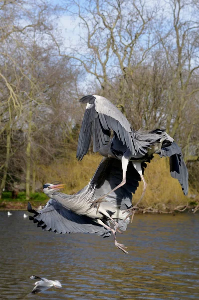 Heron gri, ardea cinerea — Fotografie, imagine de stoc