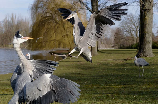 Garza gris, Ardea cinerea —  Fotos de Stock