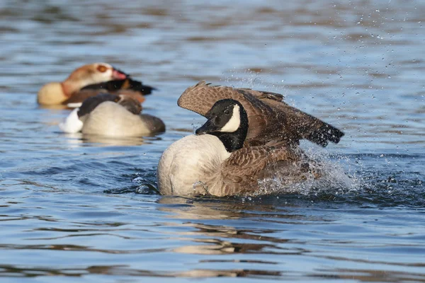 加拿大鹅，Branta canadensis — 图库照片