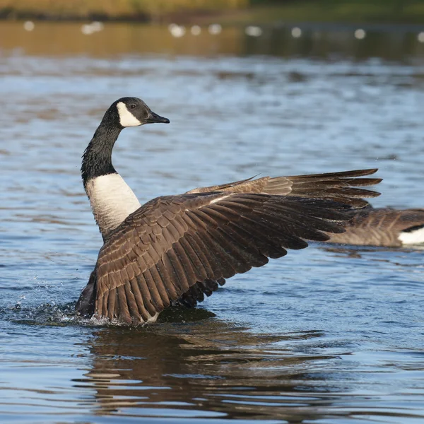 Ganso de Canadá, Branta canadensis — Foto de Stock