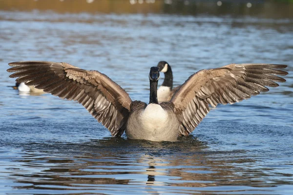 加拿大鹅，Branta canadensis — 图库照片