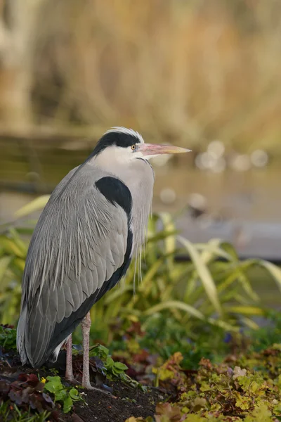 Garça cinzenta, Ardea cinerea — Fotografia de Stock