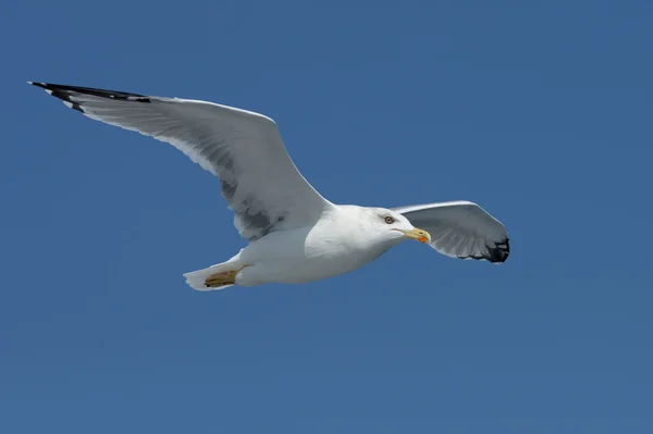 Mewa srebrzysta, larus argentatus — Zdjęcie stockowe