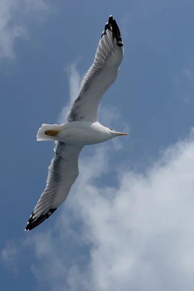 Mewa srebrzysta, larus argentatus — Zdjęcie stockowe