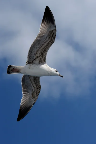 Gabbiano aringa europea, Larus Argentatus — Foto Stock