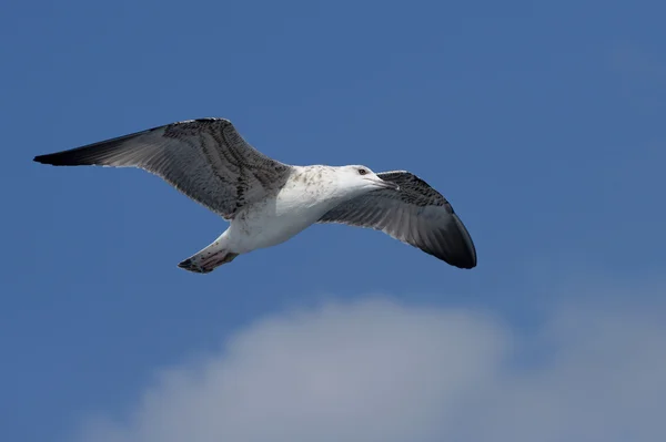 Europäische Möwe, Larus argentatus — Stockfoto