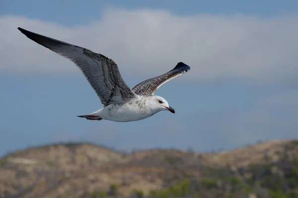 유럽 청 어 갈매기 Larus argentatus — 스톡 사진