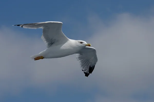 Mewa srebrzysta, larus argentatus — Zdjęcie stockowe